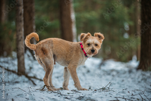 Beautifull young mixed bred dog walking in snow forrest. Playing with stick and another dog. Pink collar, brown fur and eyes. Purebred.