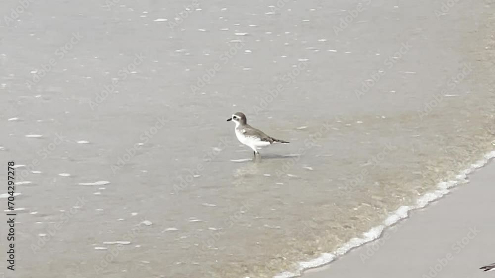 Siberian sand plover (Anarhynchus mongolus) Siberian sand plover (Anarhynchus mongolus)