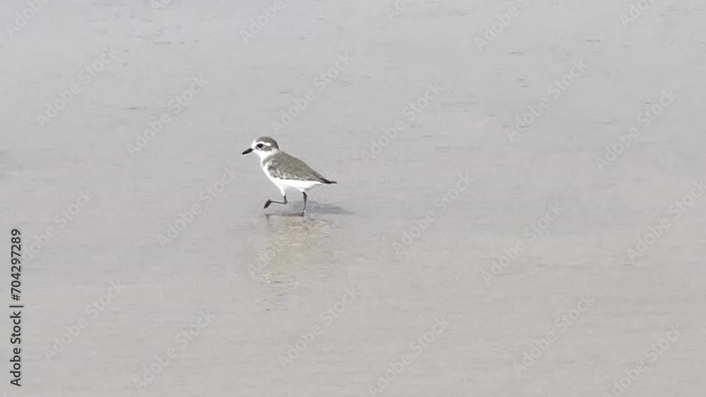 Siberian sand plover (Anarhynchus mongolus) Siberian sand plover (Anarhynchus mongolus)