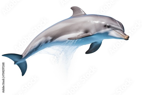 Dolphin on white background © Aida