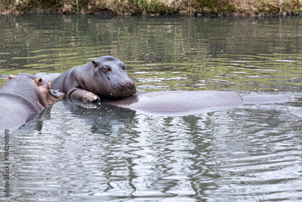 Hippos in Love: Affectionate Moment in Tranquil Waters Hippos in Love: Affectionate Moment in Tranquil Waters