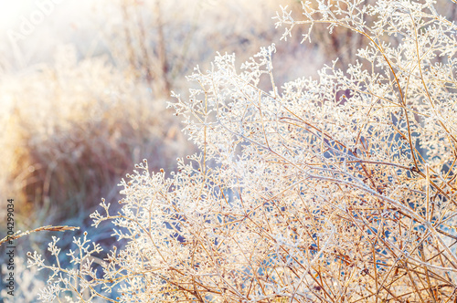 A frosty morning sun illuminates the dry grass like a soft mist. winter sunrise frost concept