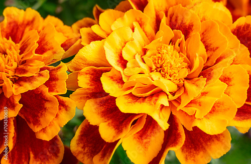 Close up view of cultivated tagetes or marigold flower native to Mexico of red, orange and yellow color with green pinnate leaves used as food colour, culinary herb and for ornamentation purposes photo