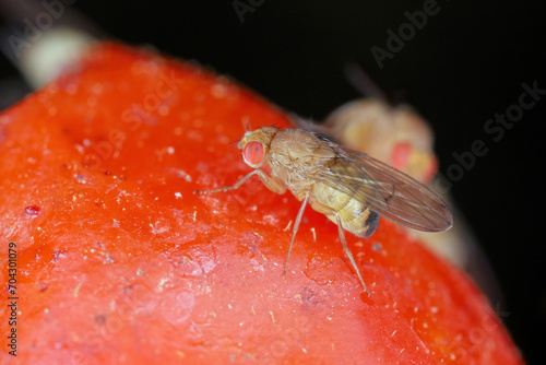 Cherry drosophila called also  spotted-wing drosophila (Drosophila suzukii). Economically important pest of various fruits. A female on an infested tomato plant in the garden.