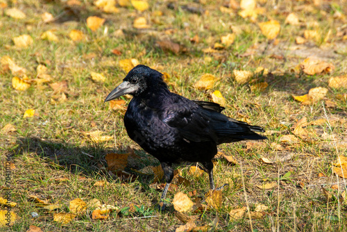 A raven is one of several larger-bodied species of the genus Corvus.