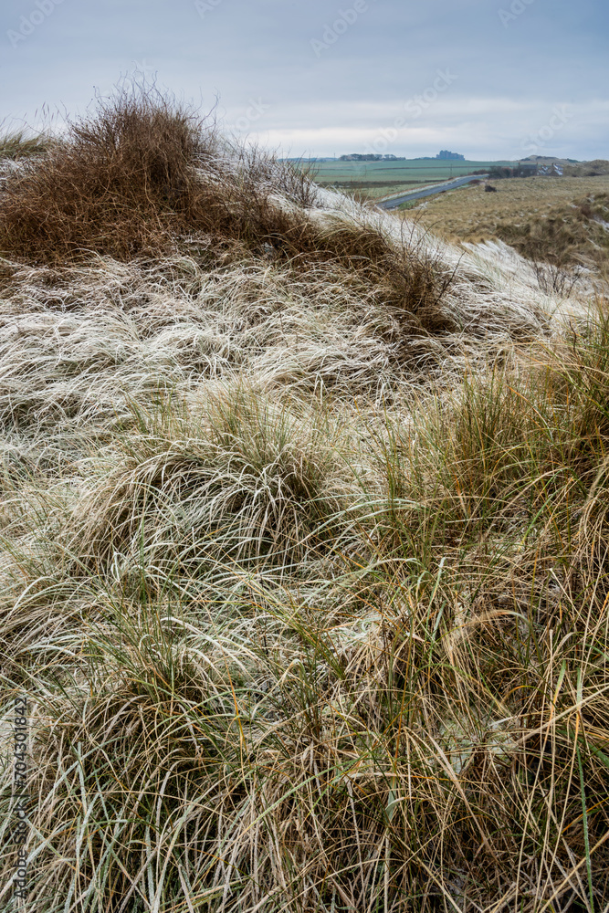 Naklejka premium Beautiful Winter landscape of rare frozen frsoty grass on sand dunes on Northumberland beach in Northern England