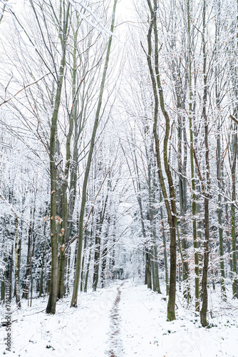 Fresh snow covered forest countryside