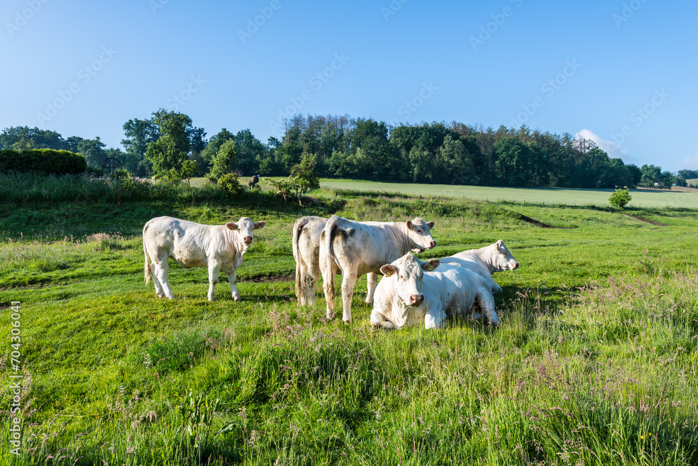 Obraz premium Rural landscape with cows in a German countryside