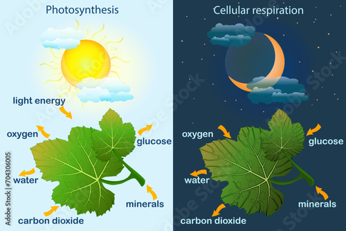 Photosynthesis diagram. Process of plant produce oxygen. Photosynthesis process labelled. Science education botany poster. Photosynthesis process poster with plant, text and arrows.Vector illustration