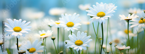 chamomile flowers on the field. Selective focus. © Яна Ерік Татевосян