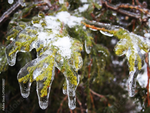 In the garden, the leaves are covered with an ice crust photo