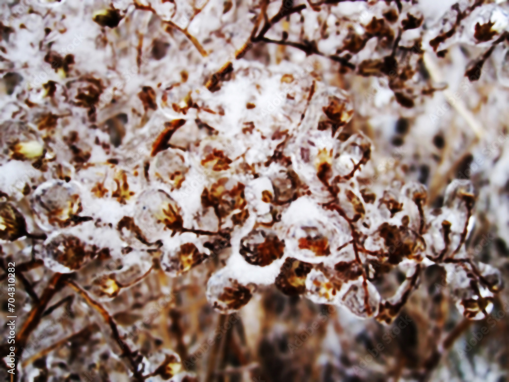 The plant is completely covered with ice after rain. The plant is completely covered with ice after rain.