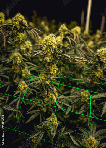 Premium cannabis plants in a greenhouse ready for harvest.