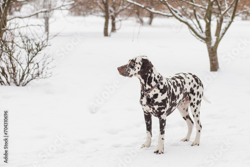 The dog breed Dalmatians in winter  the snow stands and looks beautiful. lovely dalmatian dog. Portrait of a pretty male dog in winter outdoors