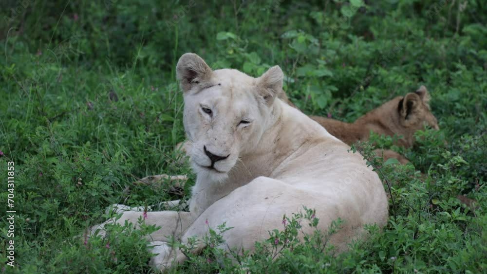 a sleepy white lioness with cubs in Kruger National Park a sleepy white lioness with cubs in Kruger National Park