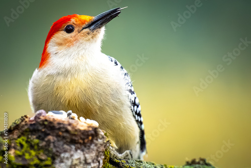 Red-bellied Woodpecker perched on tree branch in forest