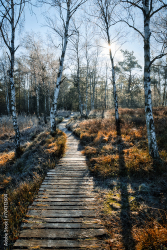 Holzweg durch das Moor, vorbei an Birken