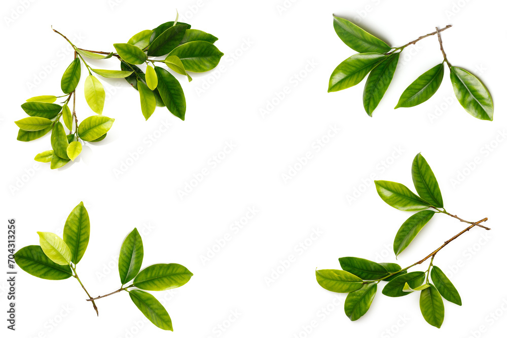 Banner with branches with green young foliage on a white background Banner with branches with green young foliage on a white background