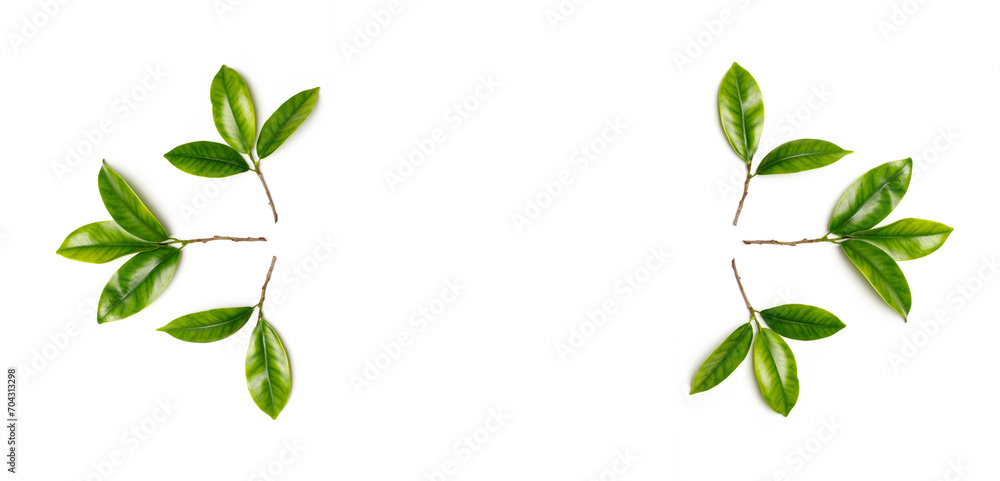 Banner with branches with green young foliage on a white background