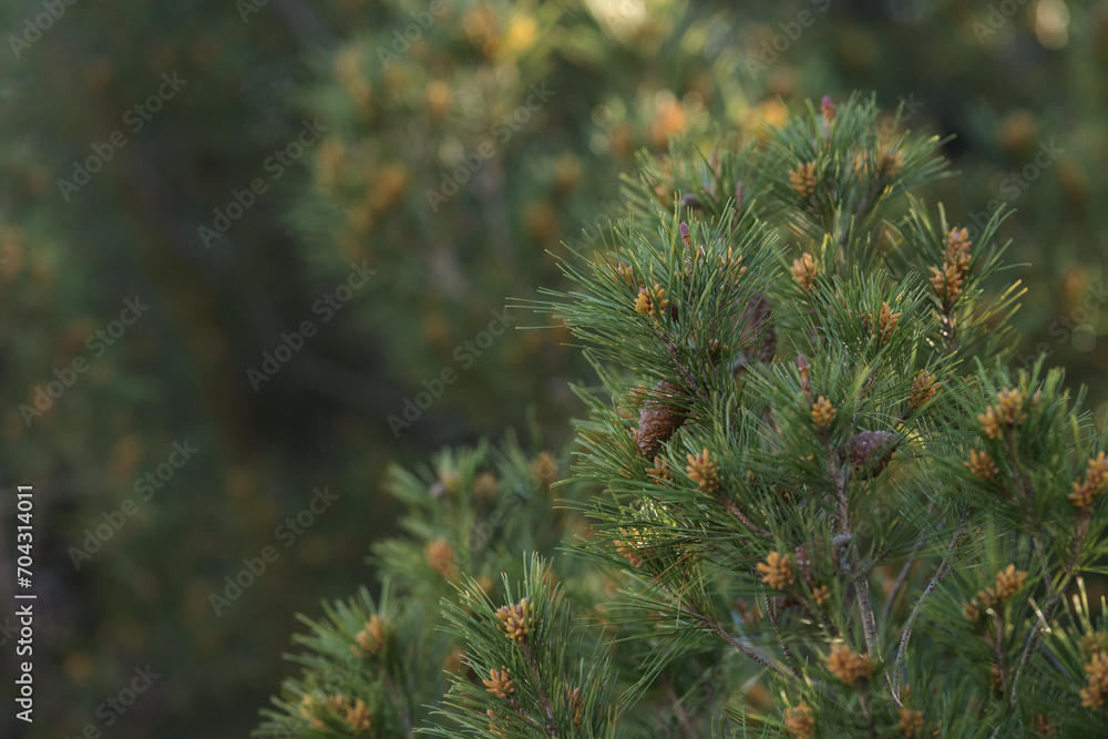 Closeup of southern Mediterranean pine in spring Closeup of southern Mediterranean pine in spring