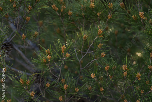 Closeup of southern Mediterranean pine in spring