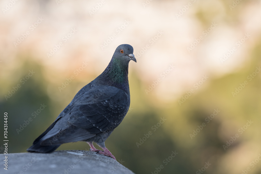 Pigeon sitting in city park in spring closeup Pigeon sitting in city park in spring closeup