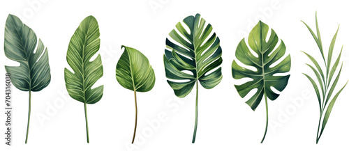 Watercolor tropacal leaves set, watercolor botanical painting isolated on white background