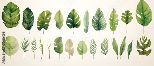 Watercolor tropacal leaves set, watercolor botanical painting isolated on white background #704316098