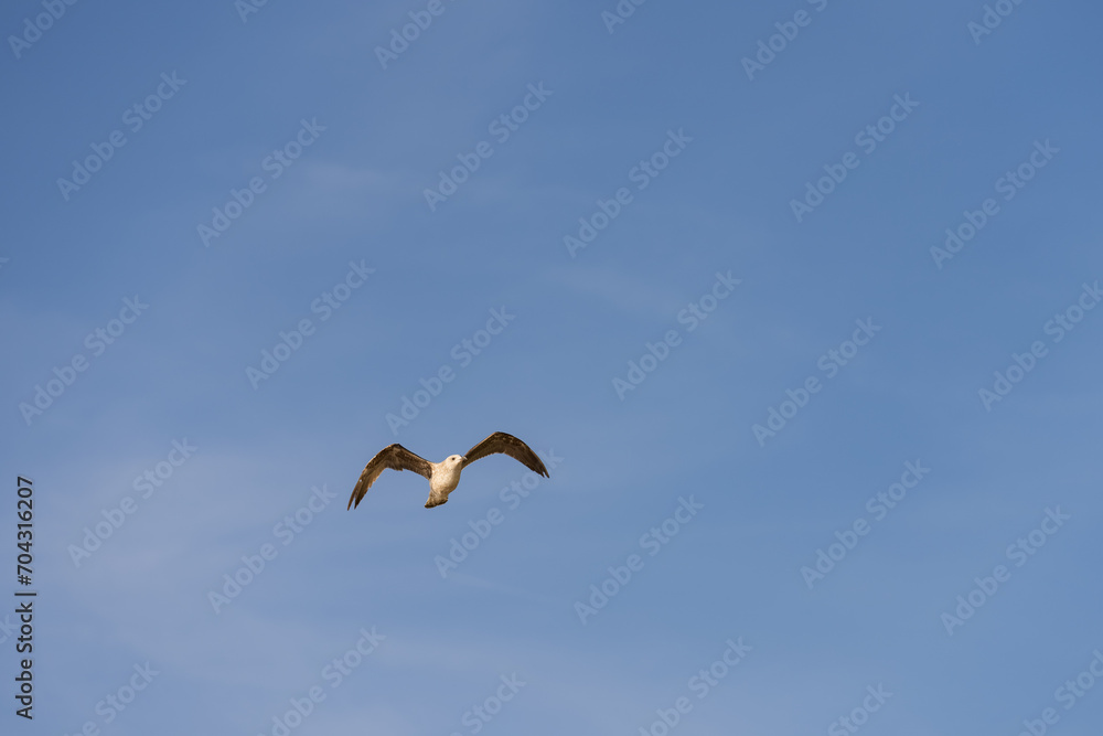 Fototapeta premium Big seagull flying in sky over mediterranean coast with warm light
