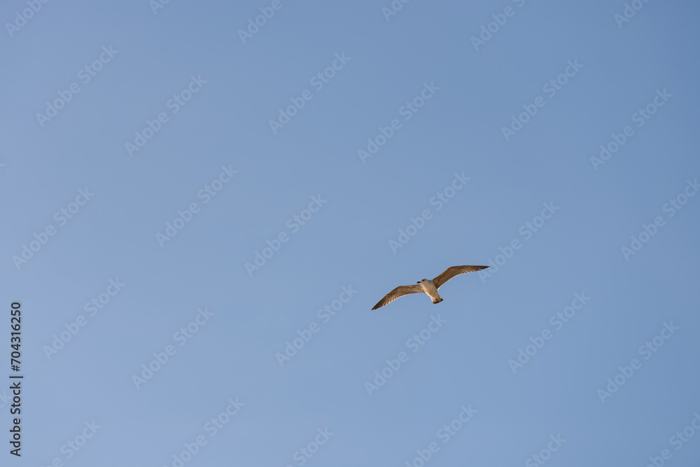Big seagull flying in sky over mediterranean coast with warm light Big seagull flying in sky over mediterranean coast with warm light