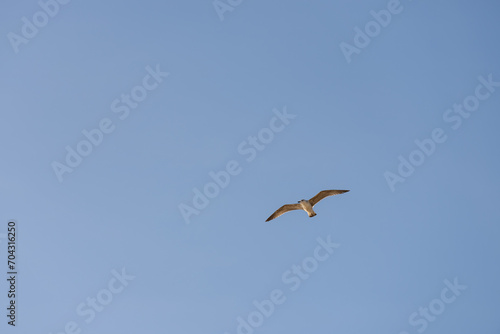 Big seagull flying in sky over mediterranean coast with warm light