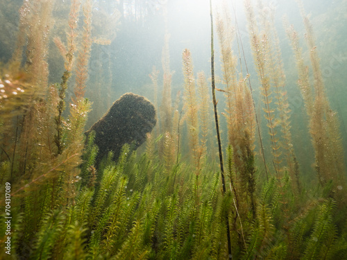 Underwater view of freshwater lake with aquatic plants and plankton photo