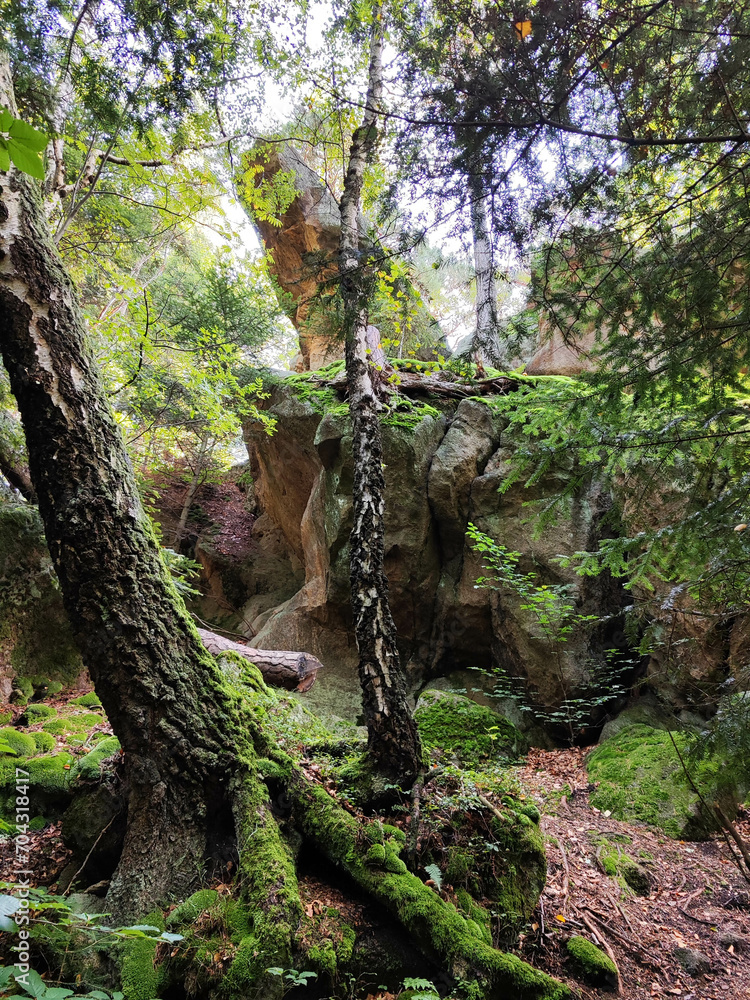 The photo shows a verdant summer forest in a Polish national park, featuring tall trees with lush green leaves, embodying the tranquility and untouched beauty of nature. The photo shows a verdant summer forest in a Polish national park, featuring tall trees with lush green leaves, embodying the tranquility and untouched beauty of nature.