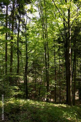The photo shows a verdant summer forest in a Polish national park, featuring tall trees with lush green leaves, embodying the tranquility and untouched beauty of nature.
