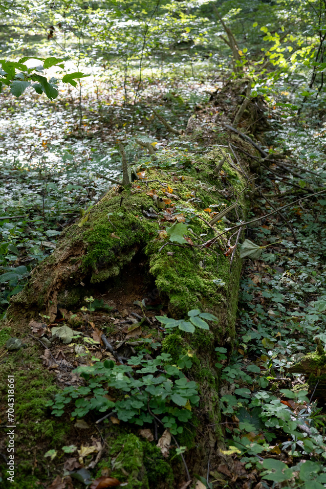 The photo depicts a national park with pristine nature, featuring diverse plants, lush greenery. vibrant plants in their natural, untouched state The photo depicts a national park with pristine nature, featuring diverse plants, lush greenery. vibrant plants in their natural, untouched state