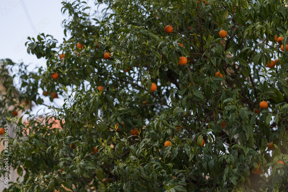 Orange tree in city closeup shot in spring