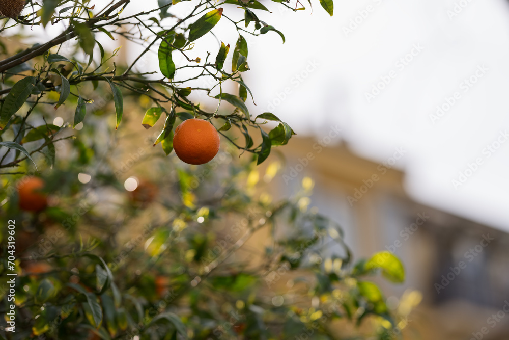 Orange tree in city closeup shot in spring