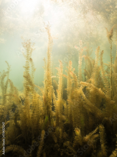 Dense underwater vegetation of alternate water-milfoil photo