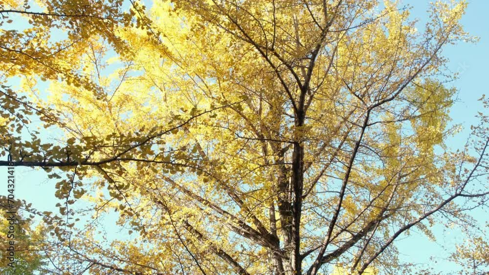 Low angle view of ginkgo tree in autumn.
Low angle view of ginkgo tree in autumn.