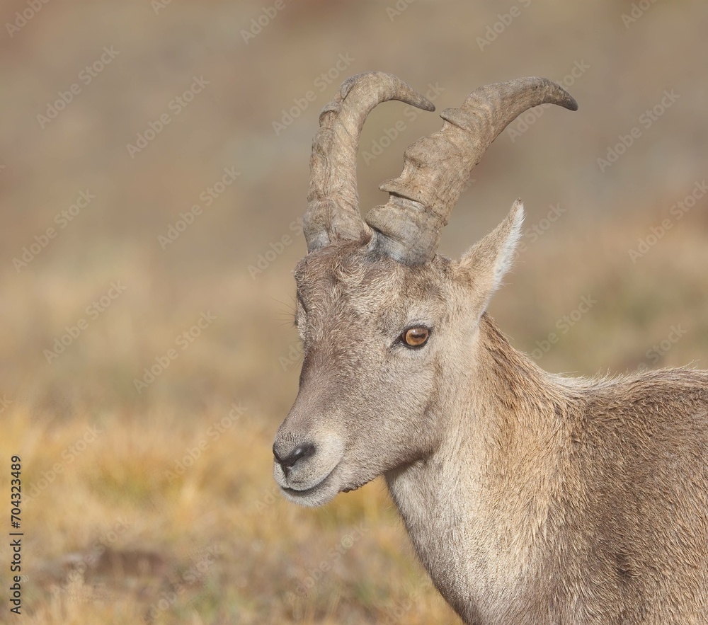 Close up Portrait of a Young Alpine Ibex.