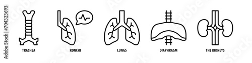 The kidneys, Diaphragm, Lungs, Bronchi, Trachea editable stroke outline icons set isolated on white background flat vector illustration.