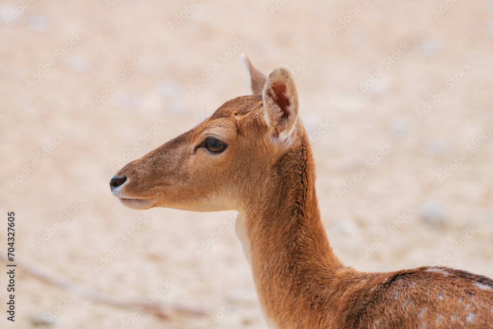 Obraz premium Head shot of a female deer. Close up head view of a female deer in isolated background..