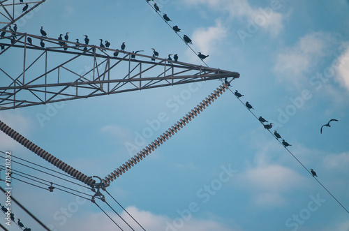 Power Lines with Birds