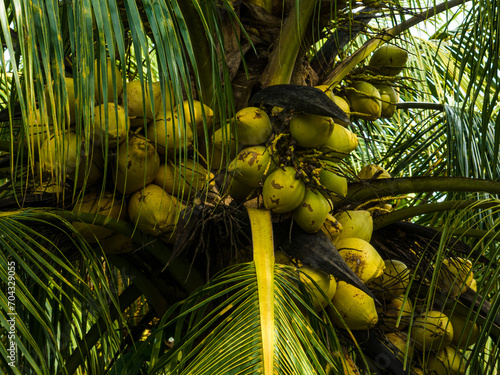 Aerial view of coconut fruits grow on tree