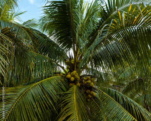 Aerial view of coconut fruits grow on tree