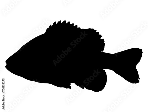Pumpkinseed Fish silhouette vector art white background