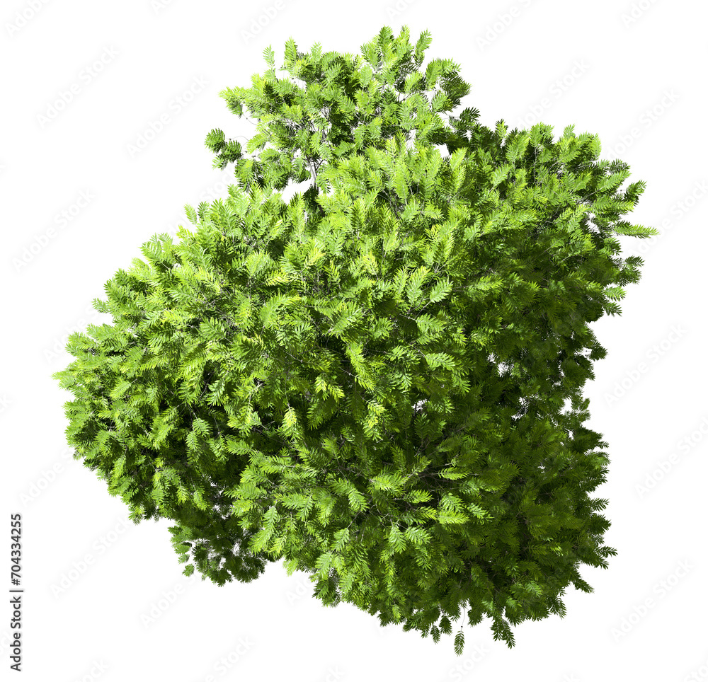 Obraz premium Top view jungle greenery tree freshness cutout on transparent 3d render png