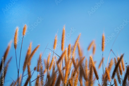 Setaria verticillata grass, sunset background Grass with blurred background and bokeh at sunset.
