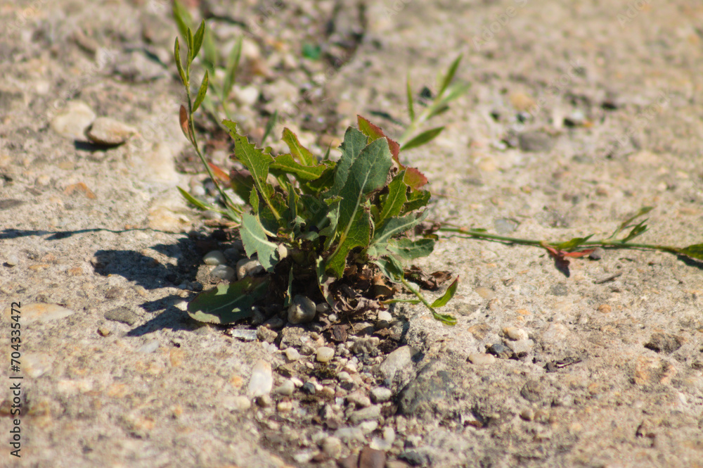 Closeup of prickly lettuce growing from a cement crack Closeup of prickly lettuce growing from a cement crack