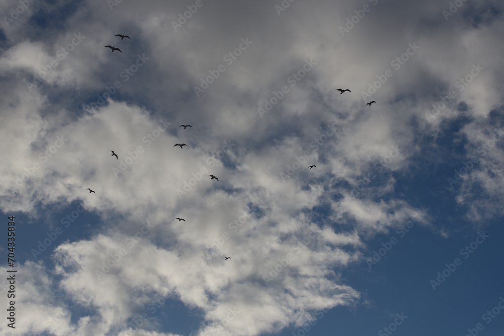 ciel, nuages et mouettes ciel, nuages et mouettes